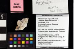 Foto (Objket + Etiketten) von Galatheites britmelanarum (Robins & Klompmaker, 2019) 